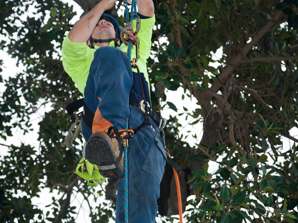 Qualified arborist working in a mature tree during a risk assessment in Oxfordshire